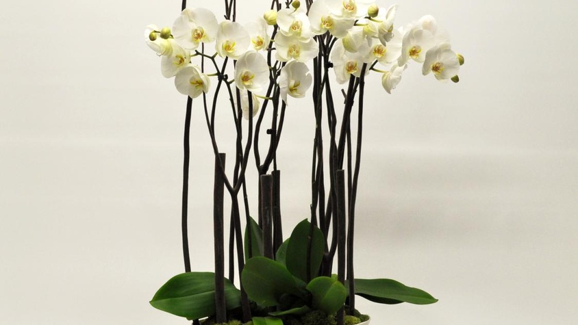 Bateau d'orchidées