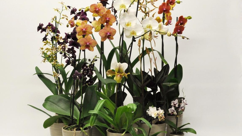 Les orchidées