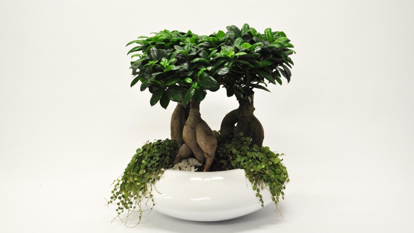 Ficus Bonsai
