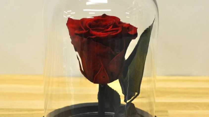Rose éternelle sous globe