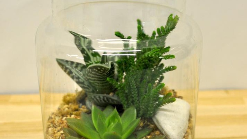 Terrarium