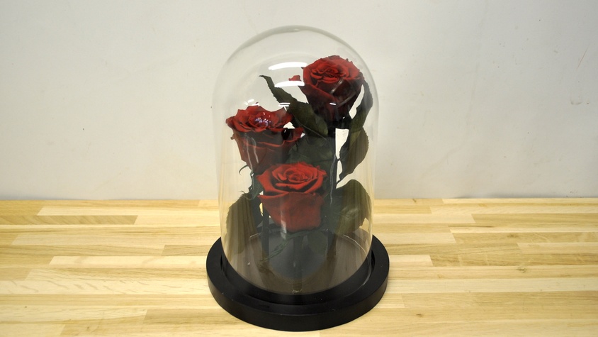 Roses éternelles sous globle L